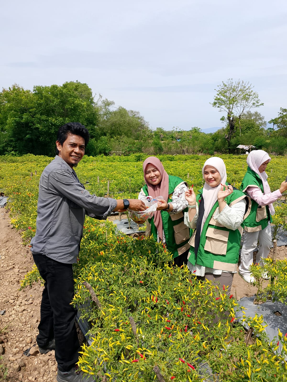 Petani Mariorennu Panen Cabai, Field Day Jadi Ruang Belajar dan Harapan